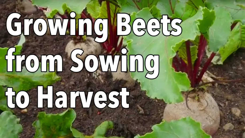 beet growing time beet growing time
