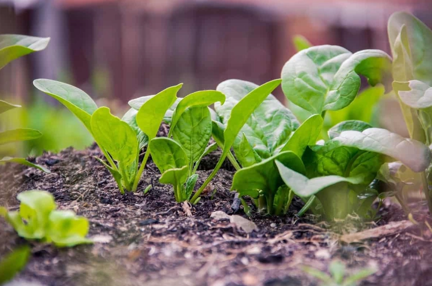 how to grow spinach from seed