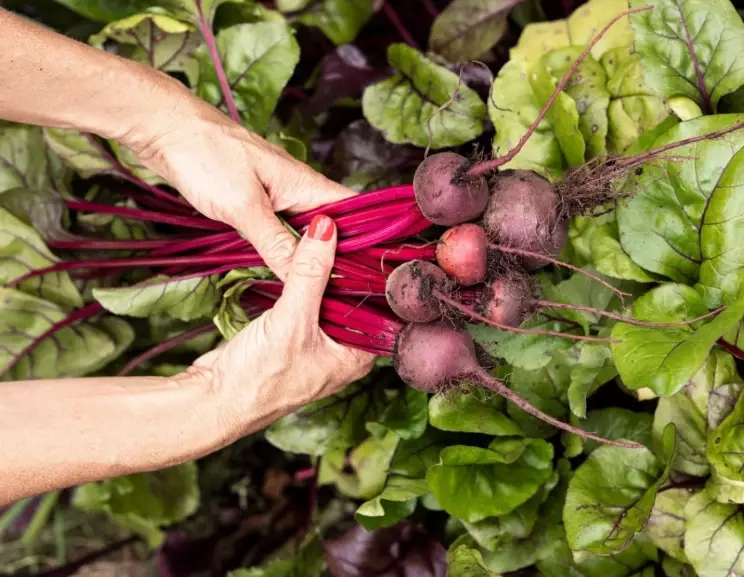 how long does it take to grow beets