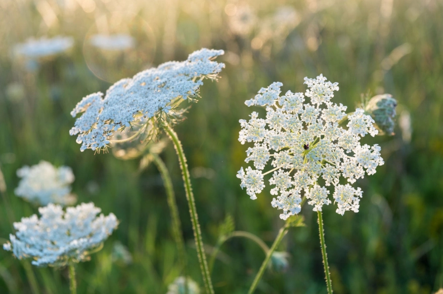 carrot leaf benefits