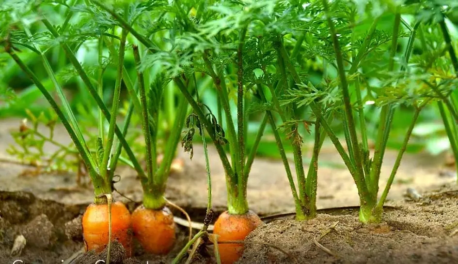 carrot leaf benefits