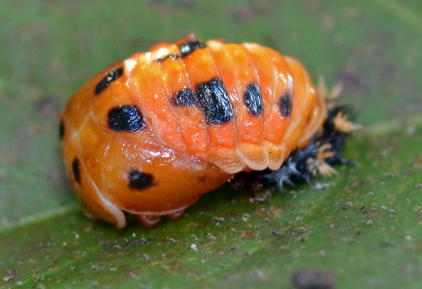 lady beetle pupa