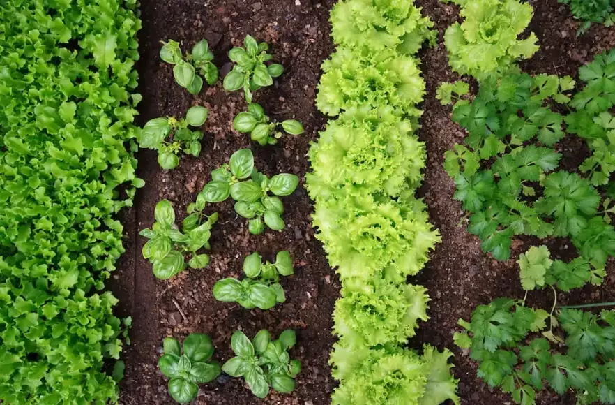 vegetables to plant now