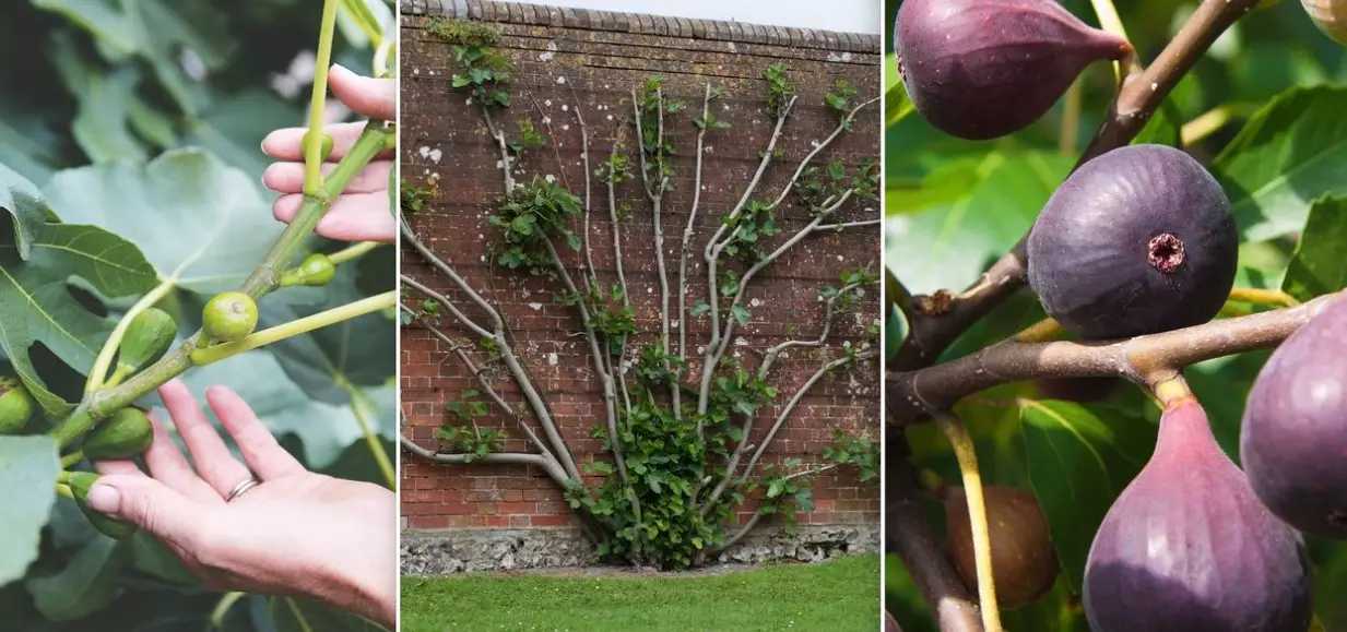 how to cultivate figs