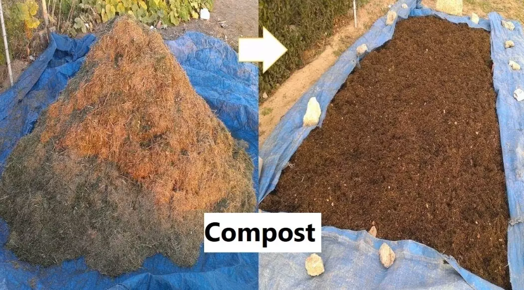 lawn compost application