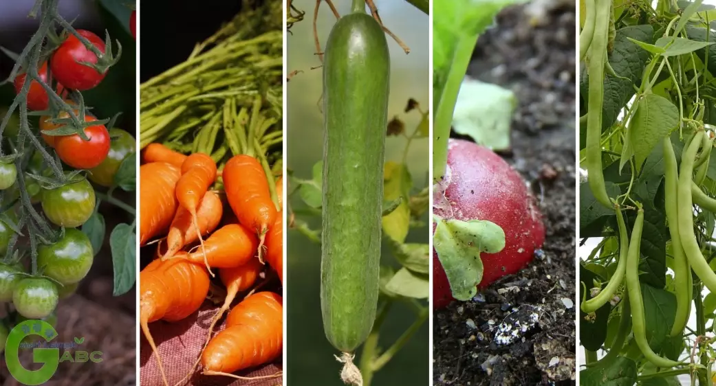 seasonal vegetable gardening