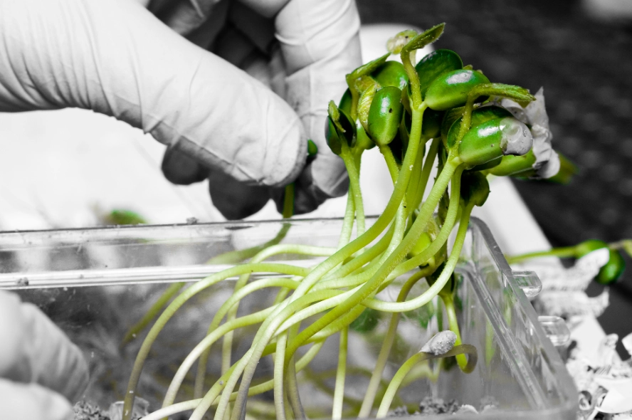 germination rate calculation