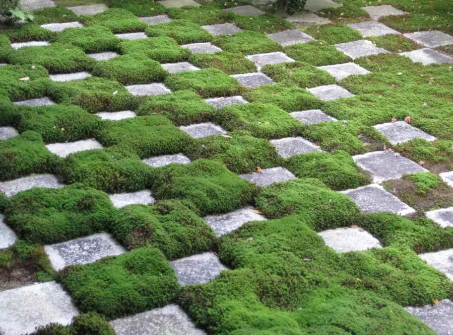 how to grow moss how to grow moss