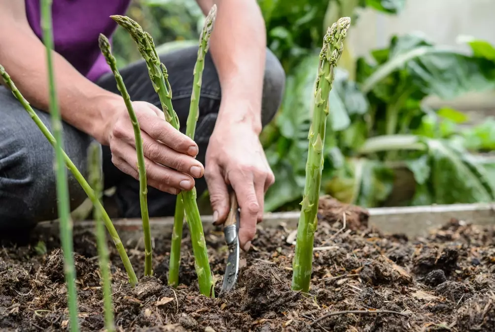 asparagus cultivation