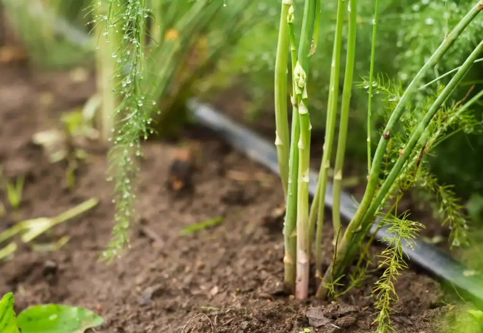 growing asparagus