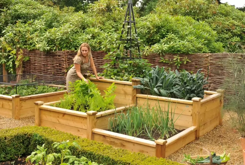 veg beds raised