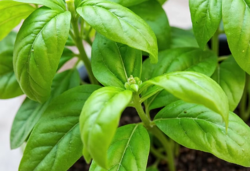 basil plant problems