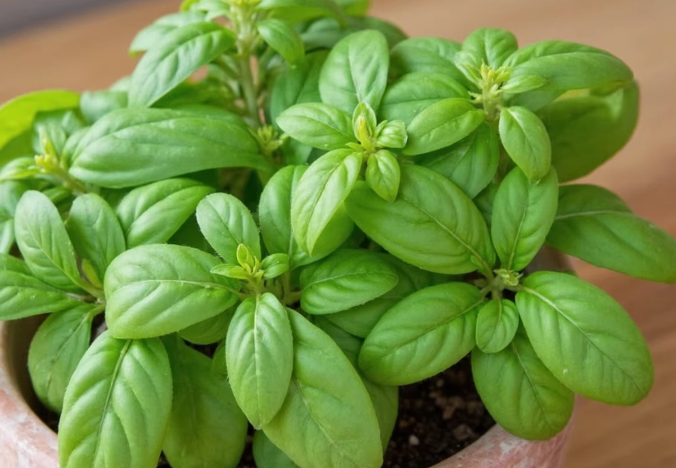 basil care plant