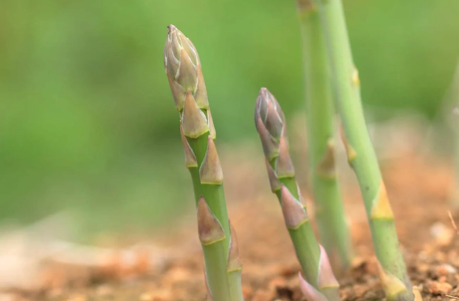 asparagus planting guide