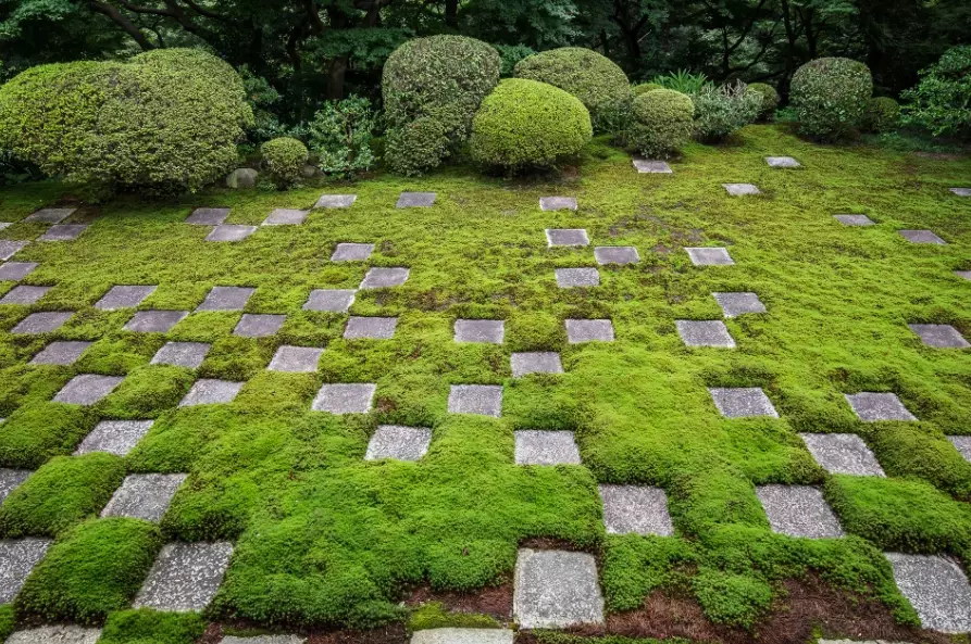 moss gardening ideas moss gardening ideas