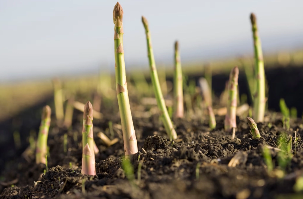 how to grow asparagus