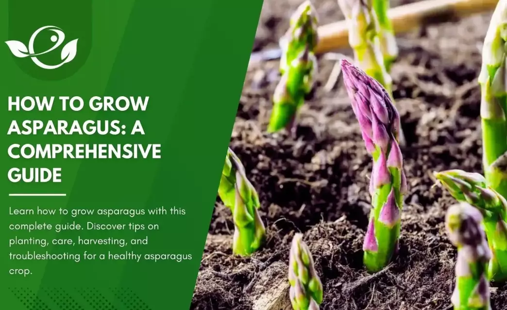 asparagus planting guide