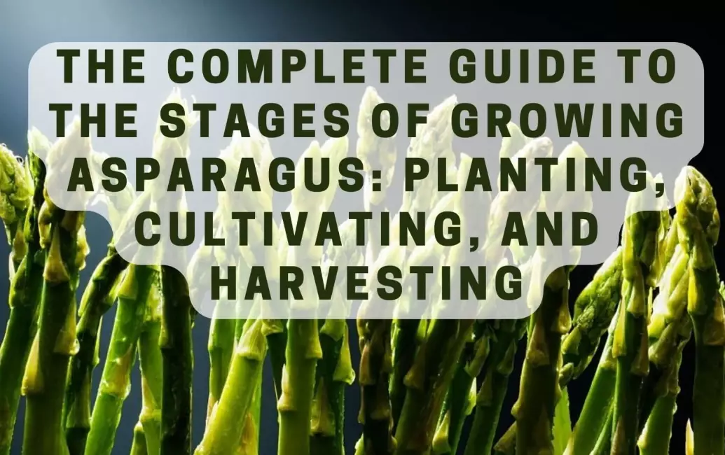 cultivating asparagus growing