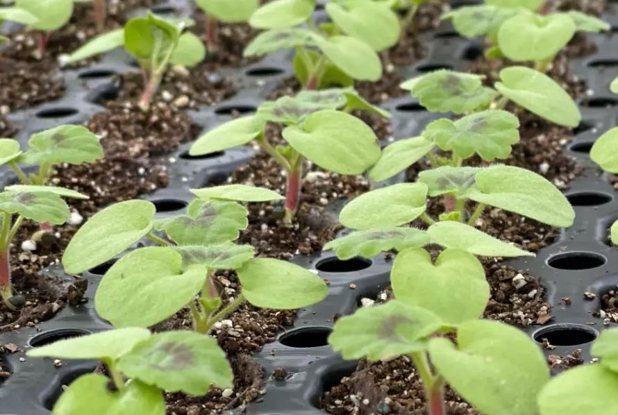 germination rate calculation