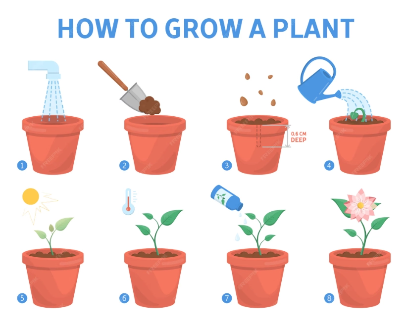 how to grow flowers