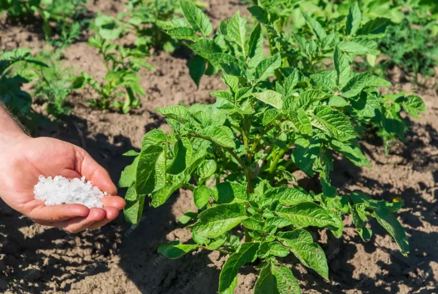 best fertilizer for potatoes