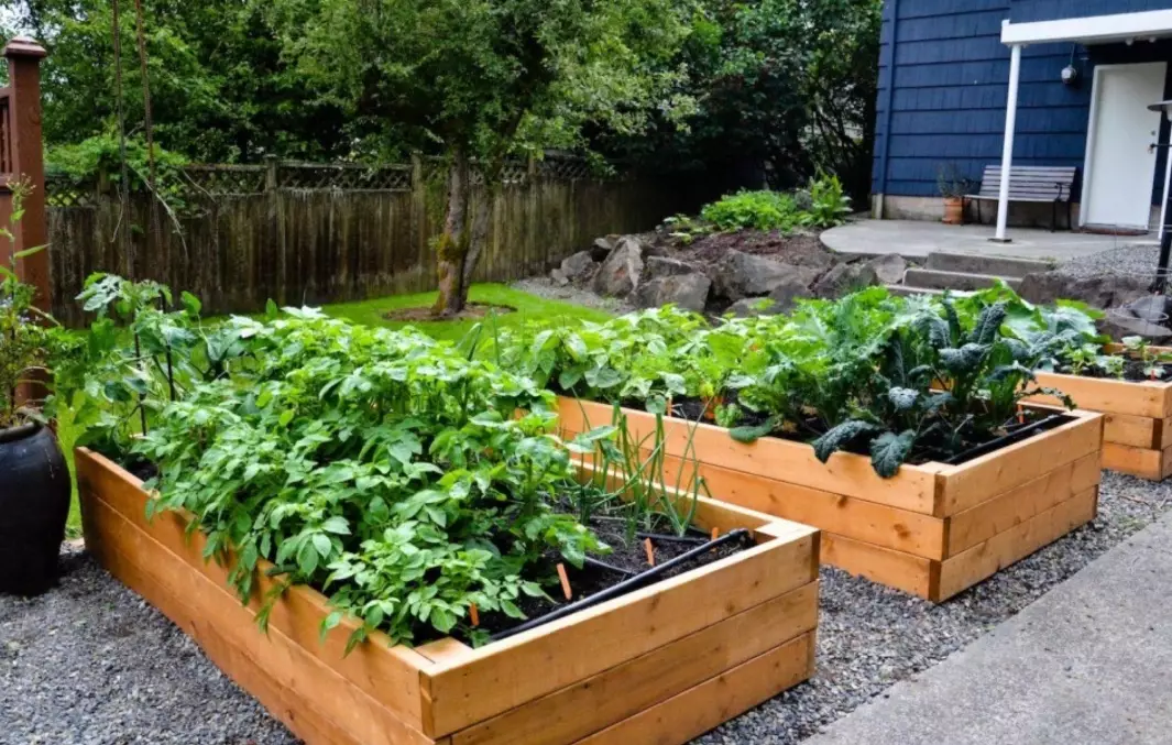 raised veg beds raised veg beds