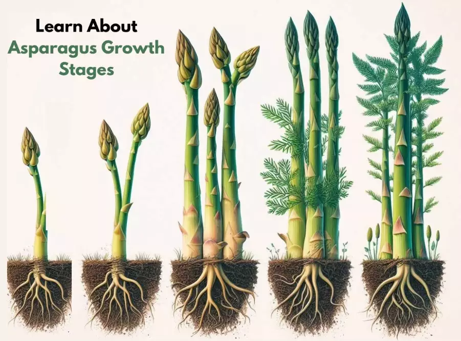 how do you grow asparagus