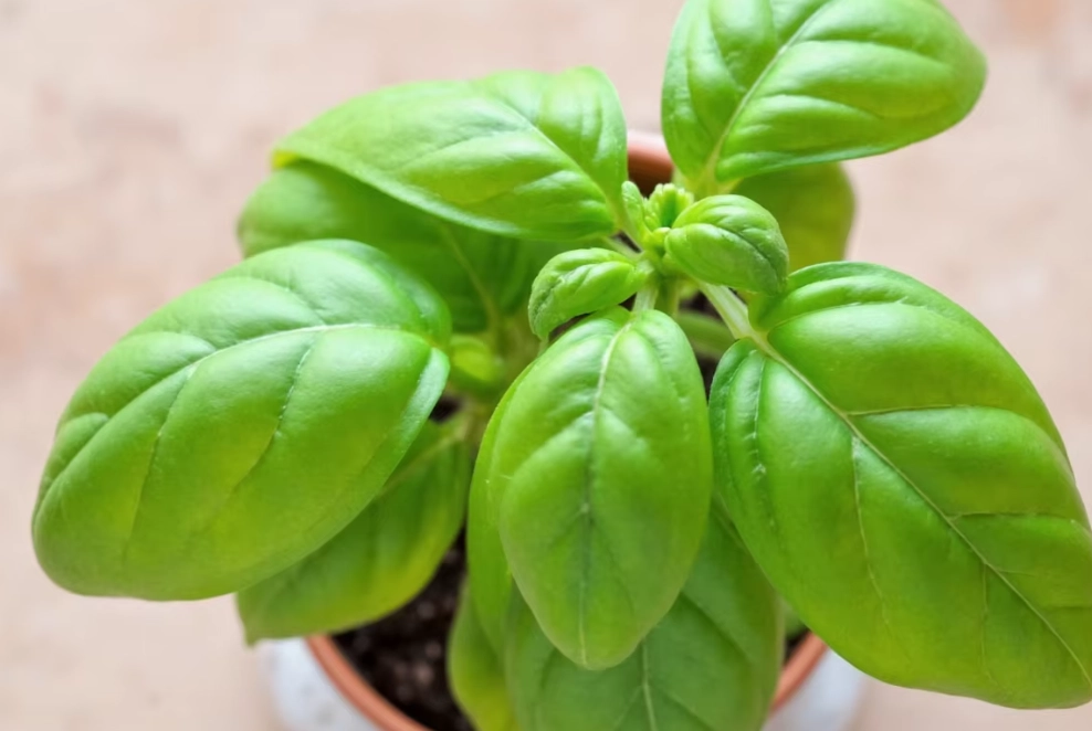 basil plant problems basil plant problems