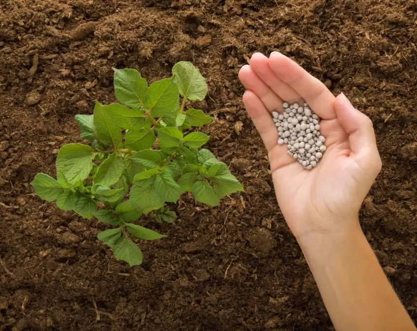 fertilizer for potato plants