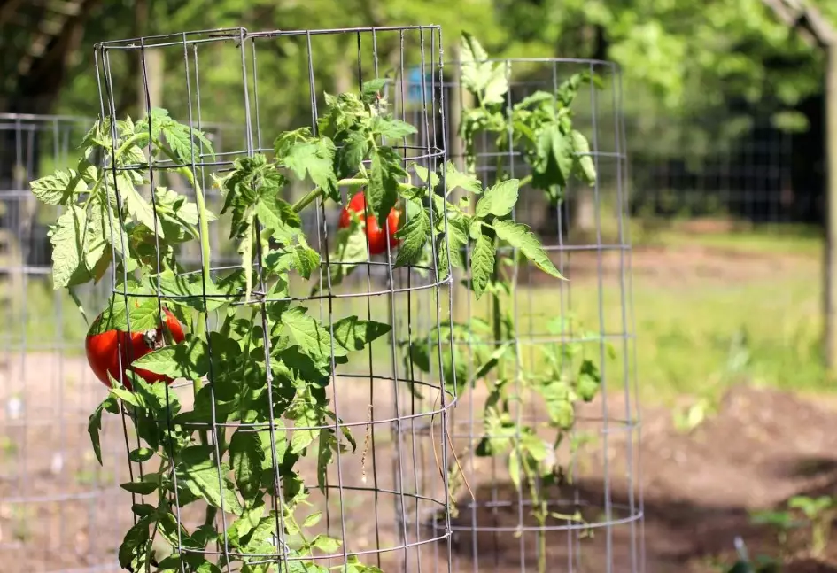 tomatoe cage