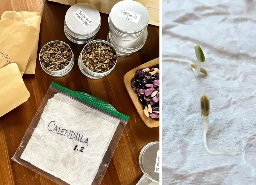 seed germination test