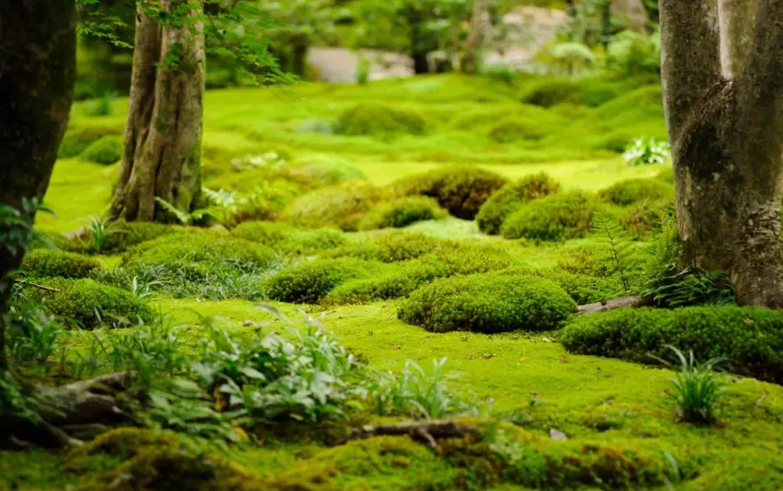 moss gardening ideas moss gardening ideas