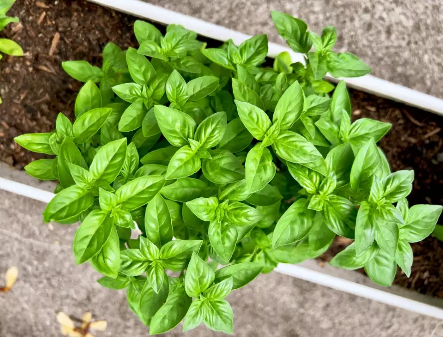 sweet basil care sweet basil care