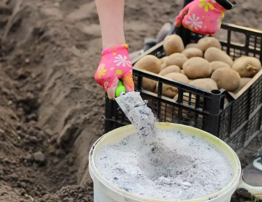 potato fertilizer schedule