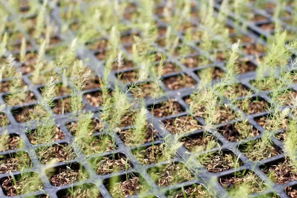 starting asparagus from crowns