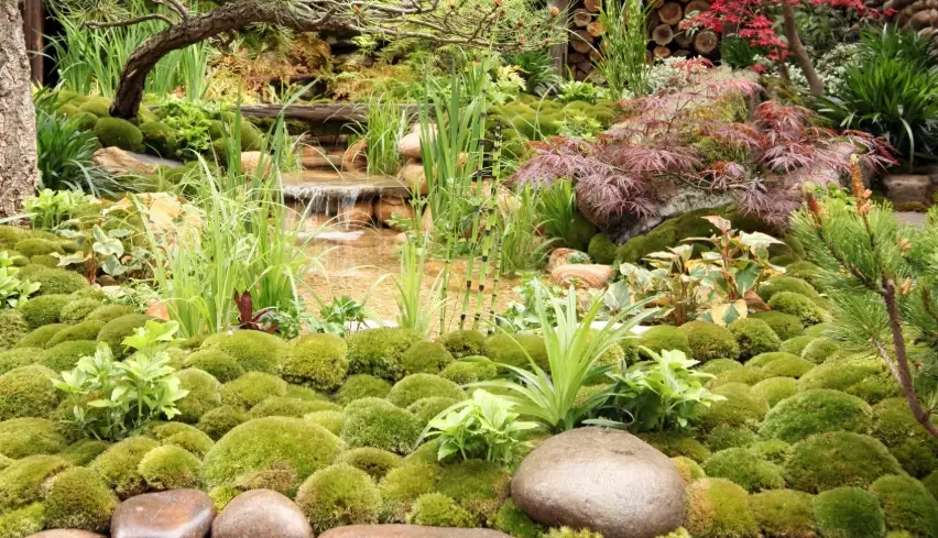 moss care problems moss care problems