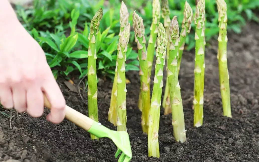 plant asparagus crowns