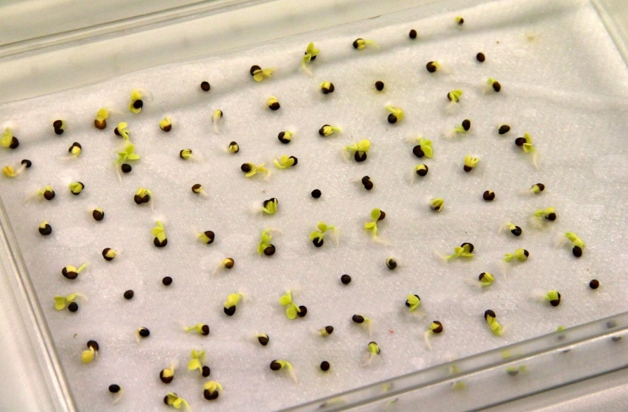 test seed germination