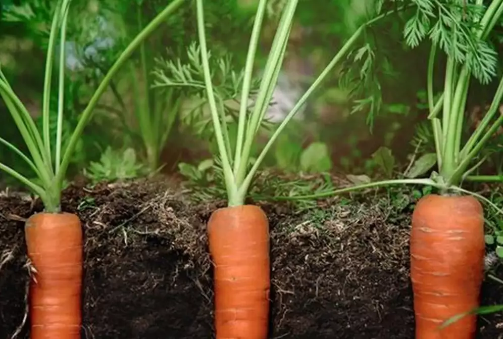 carrot planting time
