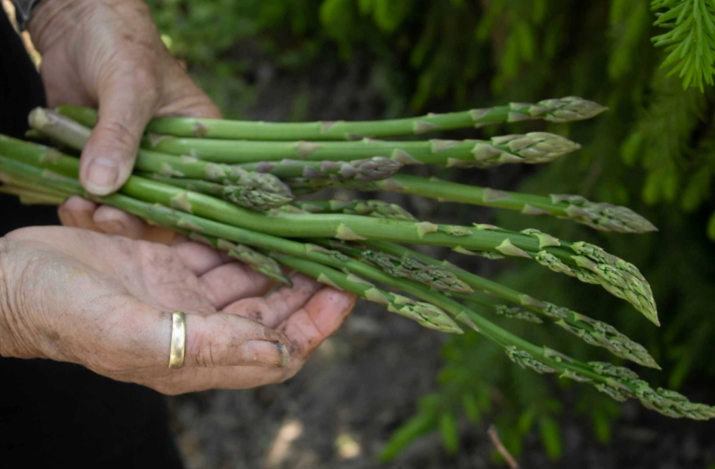 asparagus planting guide