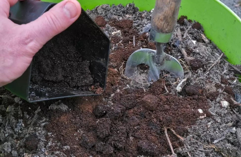 coffee grounds fertilizer