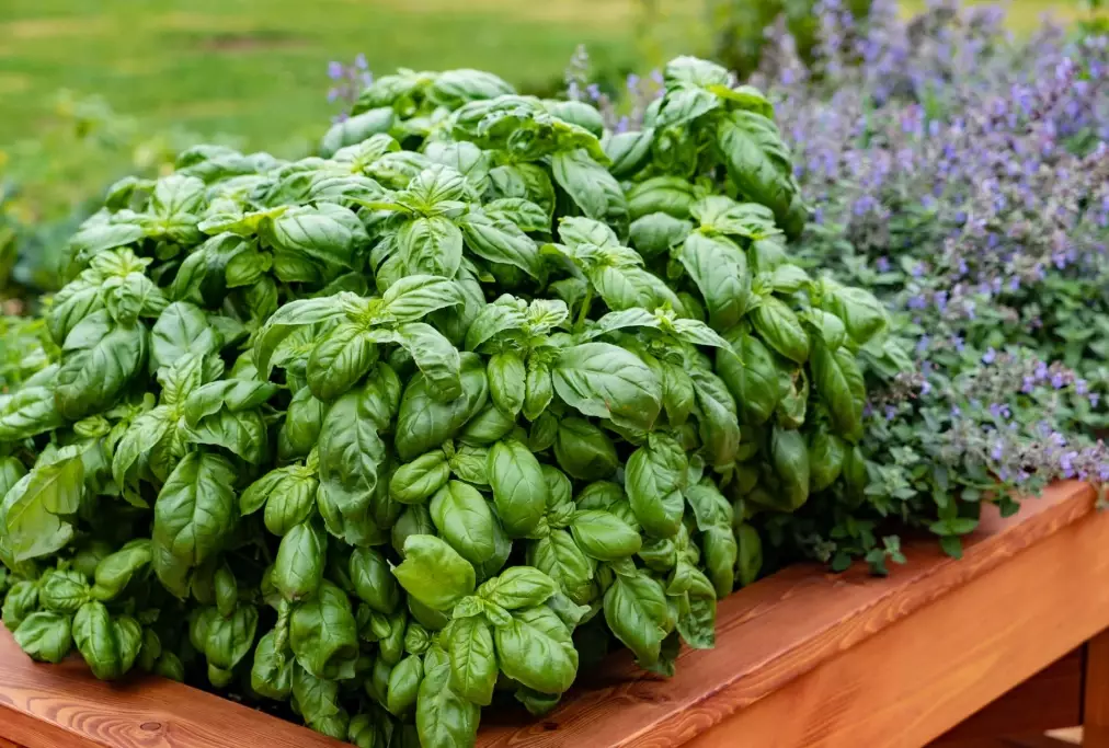 how to grow basil how to grow basil