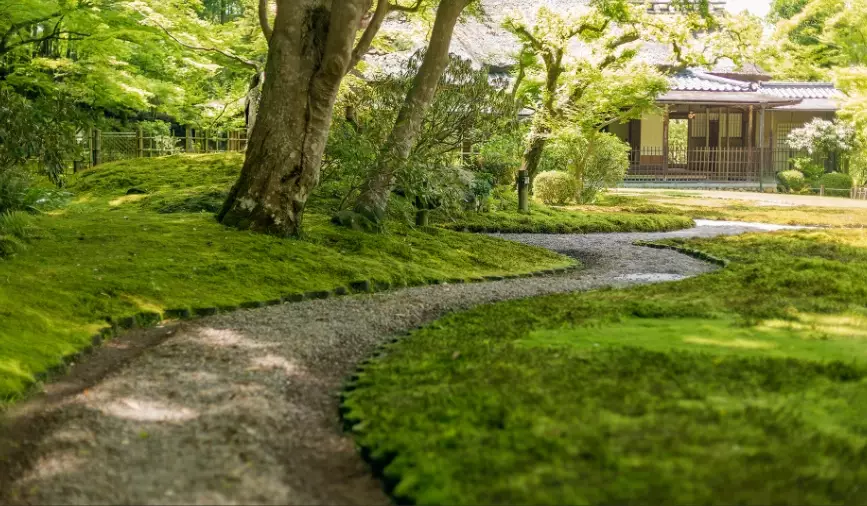 moss care problems moss care problems