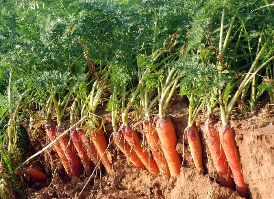 carrot planting schedule