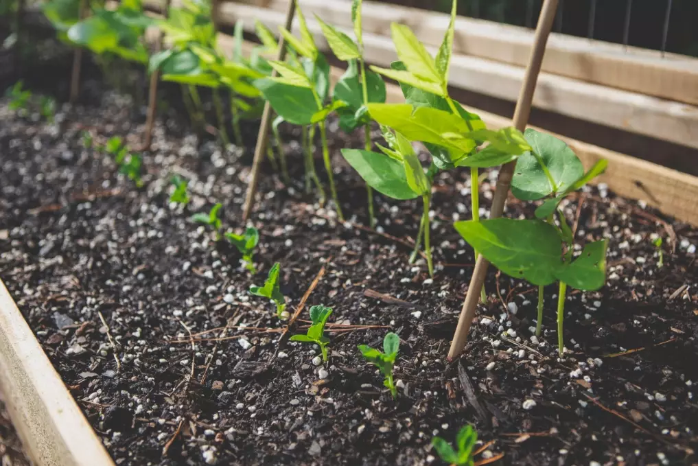 best soil for vegetable garden