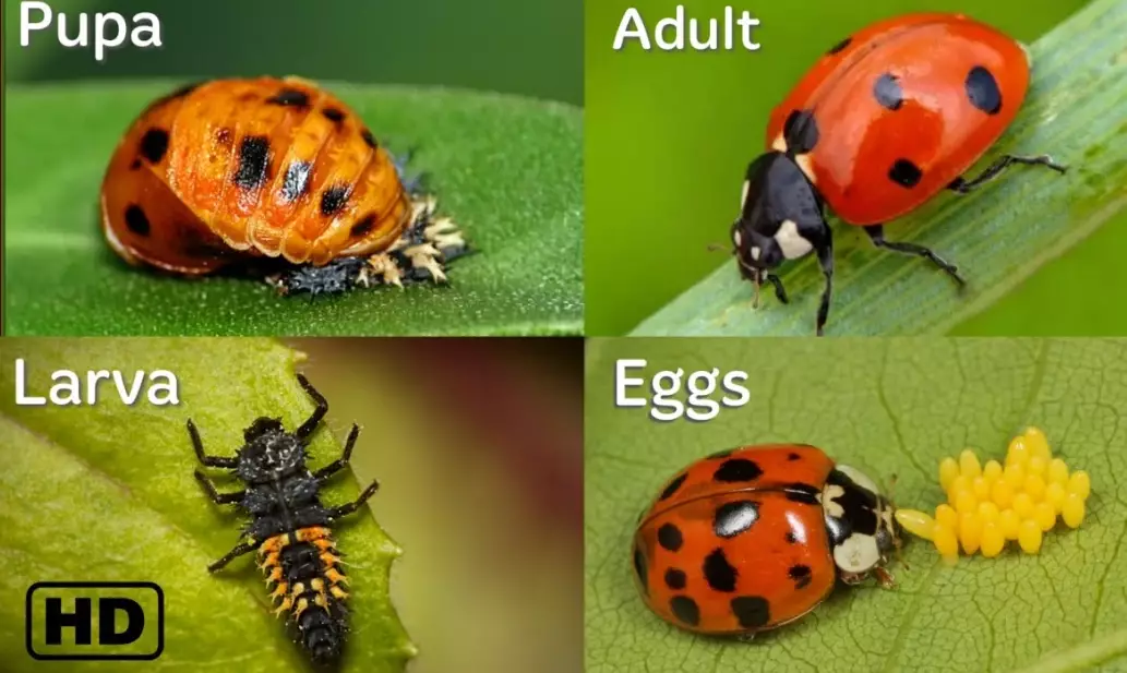ladybug eggs ladybug eggs