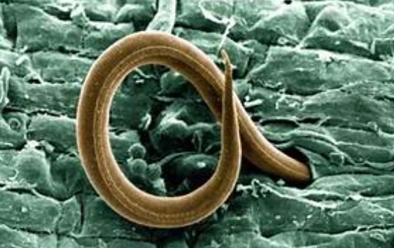 root knot nematodes root knot nematodes