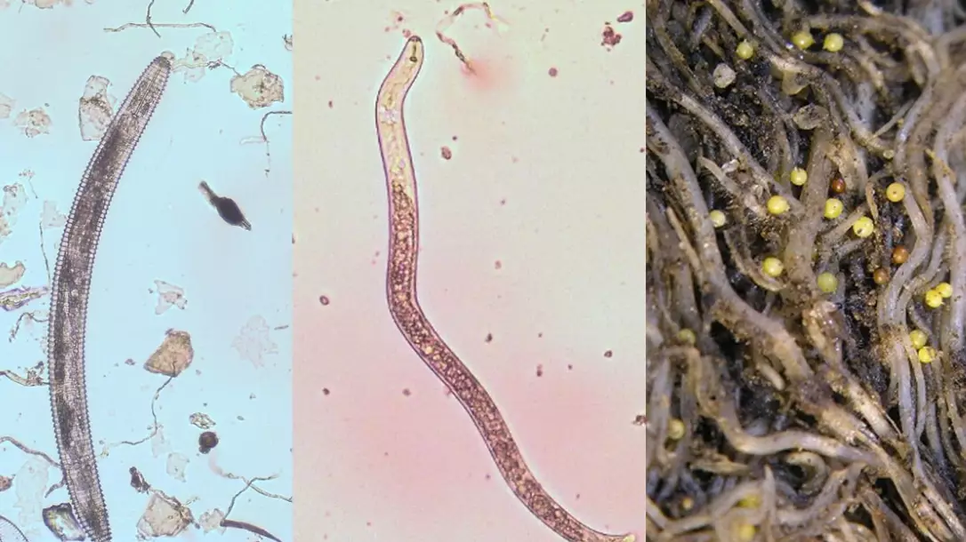 beneficial nematodes beneficial nematodes