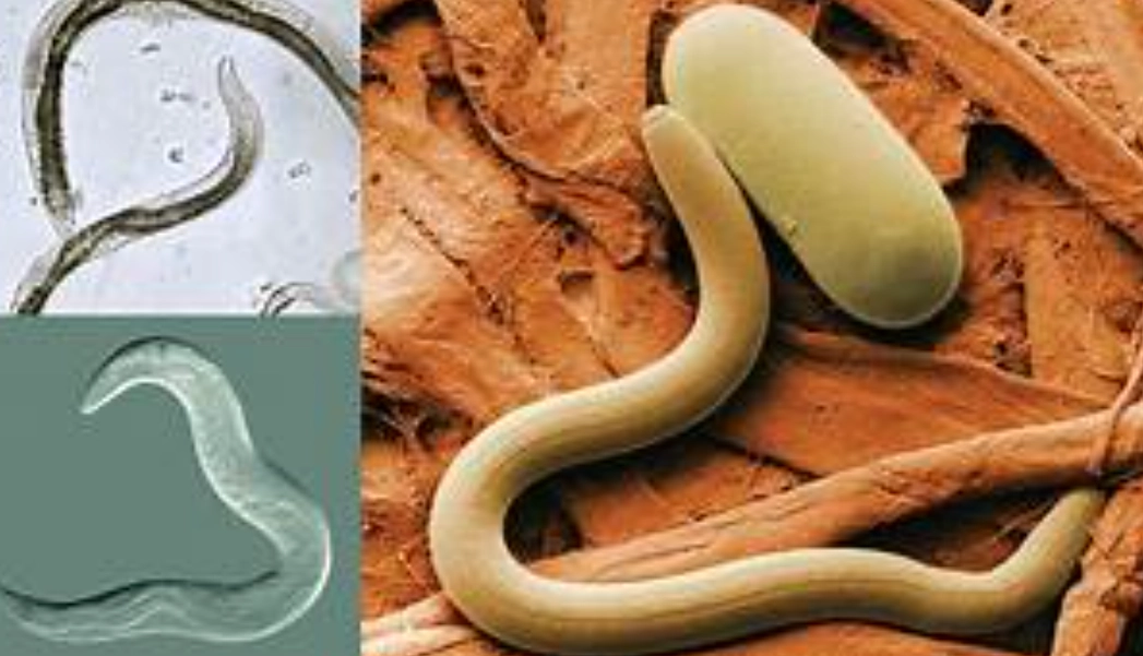 beneficial nematodes beneficial nematodes