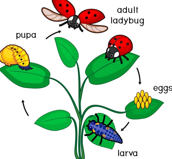 ladybug larvae ladybug larvae